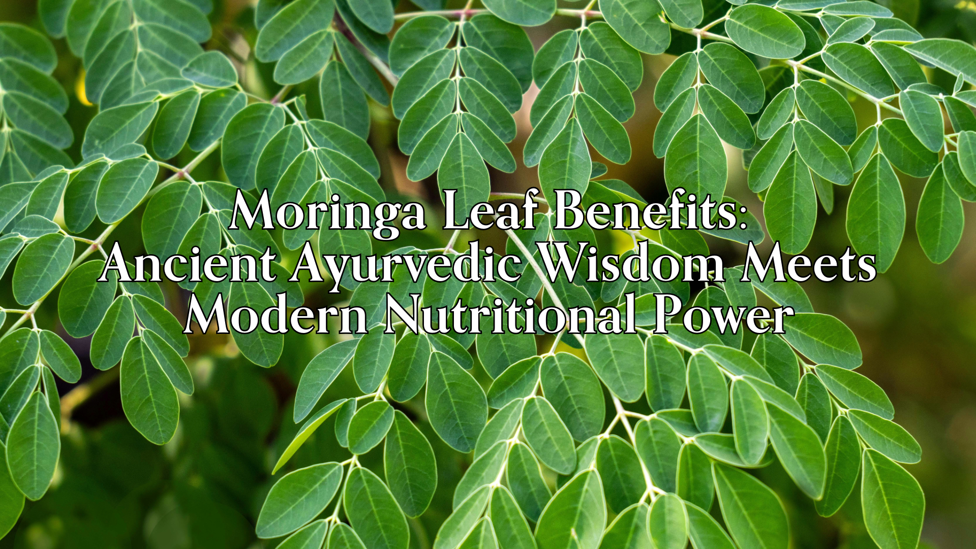 Moringa Leaf Benefits: Ancient Ayurvedic Wisdom Meets Modern ...