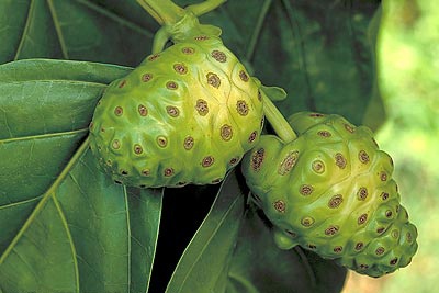 noni-fruit.jpg