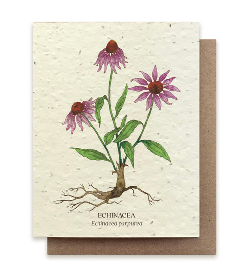 Flowering Echinacea notecard. Plantable greeting card with 6 different seeds.