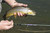 St. Croix MT793.4 Mojo Trout Fly Rod