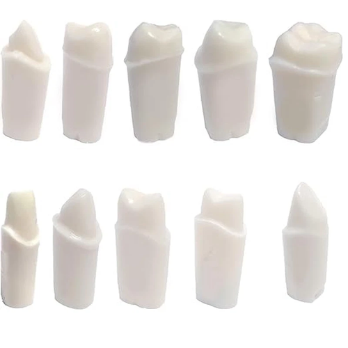 "Typodont 200 Prep Crown Teeth 5 Pack for Student Practice Compatible with Nissin Model: 5 - Pack Of 5 Crown Prepped Teeth"