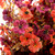Outdoor Artificial Fall Flowers 6PCS, All Weather Fade Proof, UV Resistant Waterproof Realistic Faux Silk Mums Daisies Orange & Brown for Hanging Planters Porch Patio Balcony Deck Fence Garden Decor