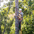 Tree Climbing Gear, Tree Climbing Spikes, with Adjustable Tree Climbing Equipment Set
