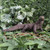 Vivid Arts - Komodo Dragon - PP-KOMO-F