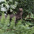 Vivid Arts - Komodo Dragon - PP-KOMO-F
