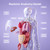 Science Can Human Body Model for Kids - Interactive Anatomy Model with 17 Pcs Removable Human Torso, STEM Educational Science Kit for Kids Aged 6+ Boys and Girls Gifts