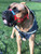 Dog Head Collar, for Large, XL and Giant Breeds, Red, Size 1
