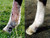 Equinat Aromaheel Mud Ointment - Proven natural ointment which quickly and painlessly removes mud and rain scabs in horses & ponies.