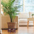 Colingmill 10.5 Inches Wooden Planter Stand Indoor Chinese Vase Fishbowl Display Stands Asian Vase Pot Traditional Stands for Home Indoor Plants Outdoor Decoration