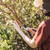 Fiskars Bypass Pruning Shears, 5/8" Cut Capacity Garden Clippers