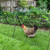 Heavy Duty Foldable Chicken Run Tunnel for Yard & Outside