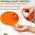 Persimmon Body Wash for Body Odor Control with Persimmon & Green Tea