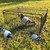 DSQSTMR Bird Trap Cage Pigeon Quail Chicken Outdoor Trapping Live Small Bird Trap