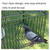 DSQSTMR Bird Trap Cage Pigeon Quail Chicken Outdoor Trapping Live Small Bird Trap
