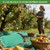 HFYZZ 14.8 x 14.8 FT Fruit Collector Harvesting Net with Ground Pegs and 2 Pairs of Gloves Reusable Agricultural Harvest Fruit Picking Collection Netting for Trees Walnut Olive Chestnut Plum