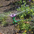 CON:P B45050 Sprinkler Flower