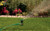 Orbit H2O-Six Gear-Drive Sprinkler on Metal T-Spike - Customizable Lawn Watering Coverage - Multi-Pattern Rotating Head with Adjustable Spray Range - Durable Outdoor Yard Irrigation Sprinkler - 58573