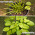 I Must Garden Deer Repellent: Powerful All-Natural Protection, 1 Gal Spice