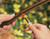 Rain Bird SW20-30PS Drip Emitter, 1/4", 30-Pack