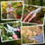 Chumia 30 Pack Garden Shears Flower Clippers for Plant Cutting, Pink
