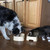 Graceful Pets - Easy to Feed Pet Bowl with Handle - The Ultimate Reaching Aid and Dog Bowl for Pet Lovers