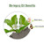 Salvia Bhringraj Oil Cosmetic Grade (50 ml / 1.69 fl oz) - Nourishing Natural Oil for Scalp & Hair Care DIY Formulations