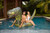 PoolCandy Gigantic T-Rex Dinosaur Inflatable Pool Raft, 120 Inch Giant Float for 2–3 Adults, RealPrint Graphic Swim Platform for Pool Lake Beach River, Heavy Duty PVC Supports Up to 450 lbs