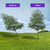 Heavy Duty Steel Tree Stake Kits,Tree Staking and Supports Kits for Young Trees Against Bad Weather, Include 3 PCS Tree Straps for Staking, 3 PCS 11.8 Inch Tree Stakes and 31.2 Feet Rope for Anchoring