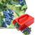 2 Pack Berry Pickers and Rakes with Metallic Comb and Ergonomic Handle