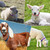 VNAKER Goat Collars with Bells 10 Pack, Adjustable Sheep Goat Collar Nylon Material with Brass Bell, Loud Bell Anti-Lost for Small Farms