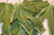 Fig Leaves Herbal Tea 2 oz (56 g) Hoja De Higo Te, Stand Up Resealable Bag, Fig Leaf Tea, Fig Dried Whole Leaves