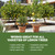 Lemon Tree Fertilizer – Liquid Plant Food for Healthy Growth & Blooms, 8 oz