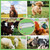 2 Gallon Automatic Livestock Water Trough, Stainless Steel Self Filling Animal Waterer with Float Valve, Dog Horse Goat Pig Cow Drinking Bowl Dispenser for Pets & Livestock