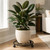 lucpur 6 Pack Plant Caddy with Wheels, 13.5 Inch Metal Plant Stand with Wheels Heavy Duty Wrought Iron Rolling Plant Caddy Plant Dolly Plant Rollers Plant Cart Large Plant Mover