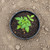 Innconee 50 Pcs 50 Pcs Planting Grow Rings, Black