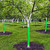 Menkxi 20 Pcs Corrugated Tree Guards Tubes Plastic Saplings Tree Trunk Protectors Wraps to Protect Bark from Deer, Sapling from Rodents, Mowers, Animals (15.7 x 2)