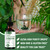 [2-Pack] Liquid Chlorophyll Drops - All-Natural Concentrate – Immune System Support, Energy Booster, and Digestion – from Mulberry Leaves - 240 Servings - [2-Pack]