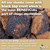 Chaga Mushroom Chunks 16 oz, Raw Dried Wild Siberian Chaga Tea, Non-GMO