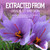 Saffron Supplements + Magnesium Glycinate + L-Theanine -Mood+Energy Gummies