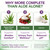 Intimate Rose Aloe Vera Capsules, IC Supplements - Aloe Vera Extract Pills
