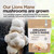 Organic Lions Mane Mushroom Powder, Natural High Strength Full-Spectrum