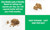 Dandelion Root Extract Capsules 500 mg 120 Capsules