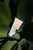 Calypso Shimmer Sun Lotion SPF50 + | UVA + UVB, Water Resistant, 100ml