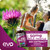 EVO Nutrition Milk Thistle, 80% Silymarin, 365 Vegan Tablets