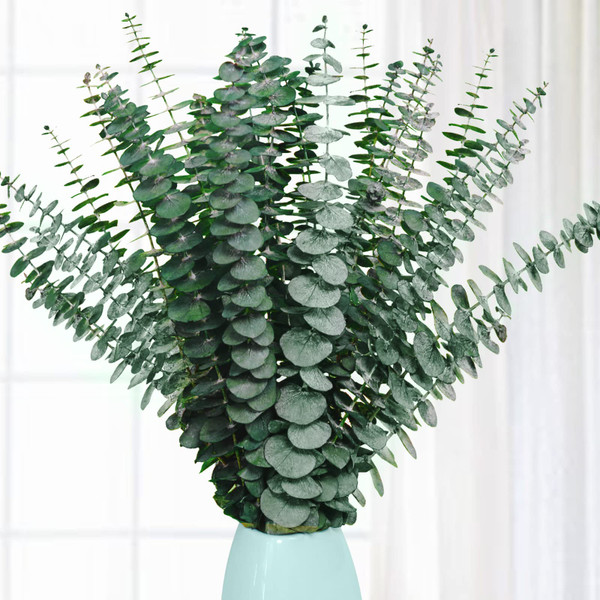 20 Pcs Preserved Dried Eucalyptus Stems, Eucalyptus Branches for Shower