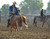 JOE WOLTER - 2 Day Clinic * Horsemanship & Trail - July 10-11