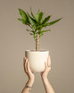 Dracaena