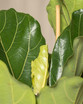 Fiddle Leaf Fig