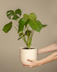 Monstera