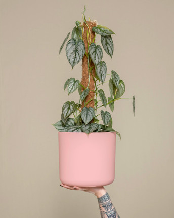 The Cylinder by Modern Botany